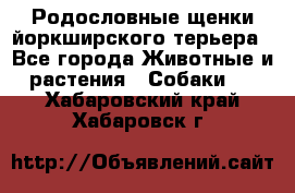 Родословные щенки йоркширского терьера - Все города Животные и растения » Собаки   . Хабаровский край,Хабаровск г.
